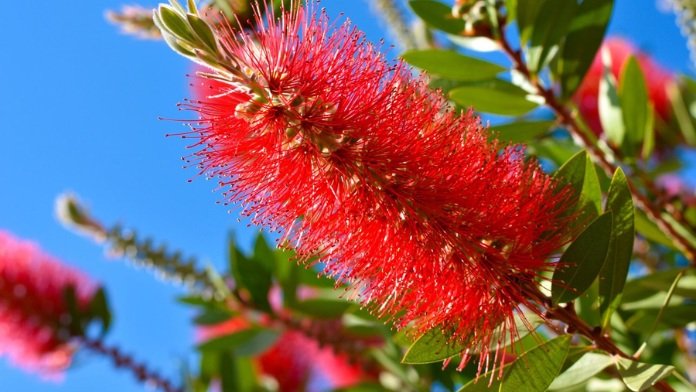 How to Grow Bottlebrush Plants