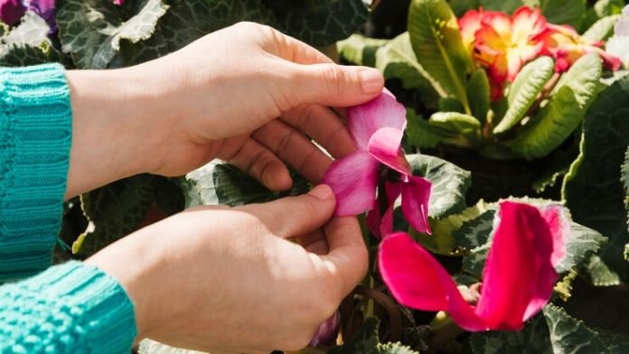 How to Grow and Care for Desert Rose Plant