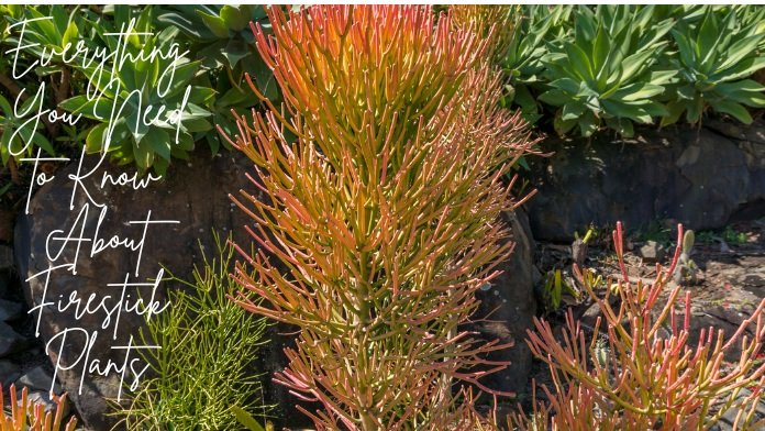 Everything You Need to Know About Firestick Plants